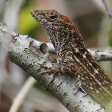 God’s Creation and Salvation