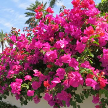 The Gardens of the Rich and Famous