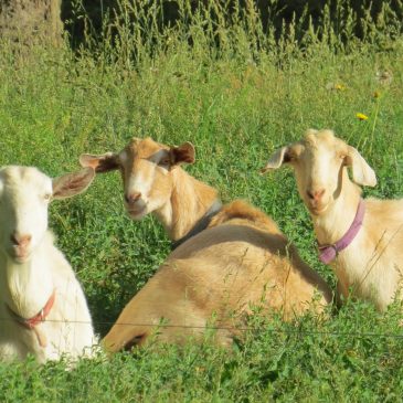 Life at Home in Pictures